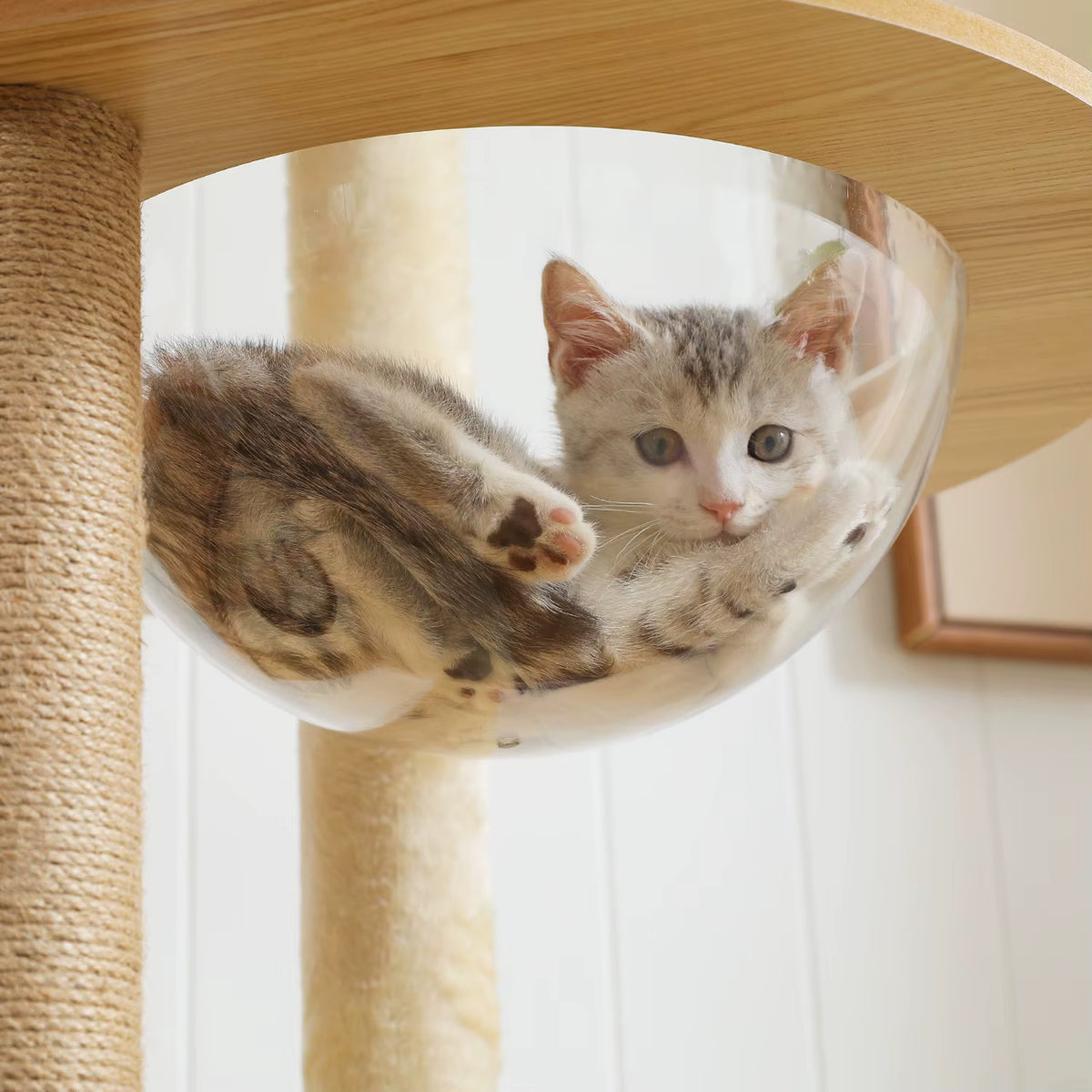 Arbre à chat en bois moderne | View